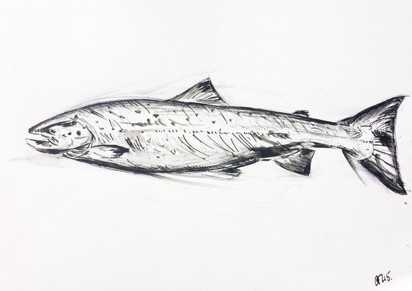 Salmon Hen, Salmon, Salmon, Salmon Art, Salmon Hen Spawning, Salmon Drawing, Salmon ink, Salmon Painting