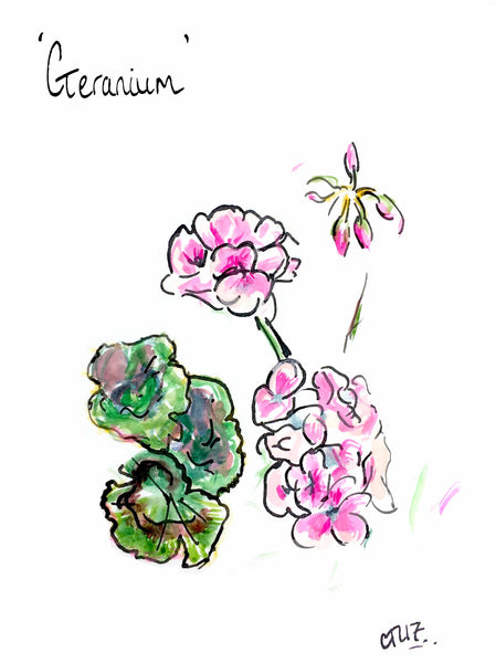 Geranium, Scented plants, Pot plants, patio plants, perfect pot plants, terracotta pots, pelargonium, flower for pot, flower for pot, flower power, geranium oil, scented geranium, granium, Geranium Art, Botanical Art, Partridges, Partridges of Chelsea, Partridges of Sloane Square, Top Drawer, Floral Art, Botanical Print, Buy Botanical Print, Chloe Art, Chloe Drawing, Chloe Gallery UK, Garden Art, Chelsea Flower, buy prints, love art, eden project shop, contemporary garden design