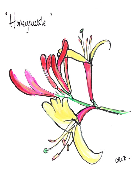 Honeysuckle, Honeysuckle RHS, Honeysuckle Lonicera, Honeysuckle Flower, Bee flower, Granny's favourite, honeysuckle print, best honeysuckle, pink honeysuckle, gardening best, gardener artists, contemporary botanicals, botanical prints, British Botanical Prints, Botanics of Lunatic Lane, Botanics, Isolation Card, Cards for lockdown, Garden prints for your wall, Garden Designer's Drawings, ,