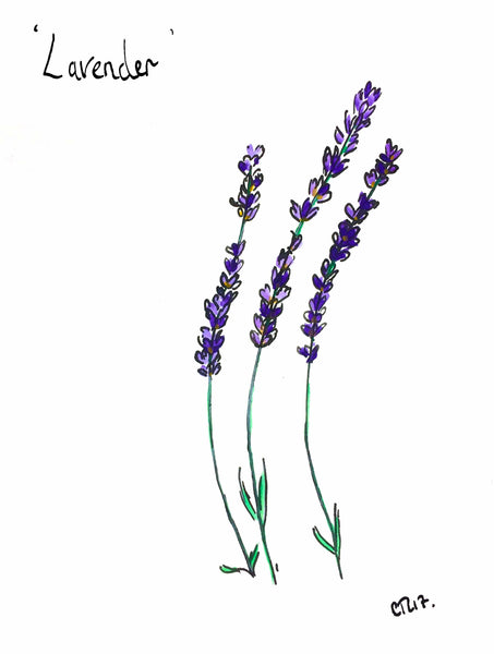 Lavender, Lavender Print, Lavender Bag, Lavender Drawing, hidcote lavender, lavender angustifolia, lavender perfume, lavender hedge, lavender gifts, lavender border, lavender honey, Norfolk Lavender, Kent Lavender, Ink drawing, Botanical Print, Chloe Flower, lavender scent, lavender art, lavender print