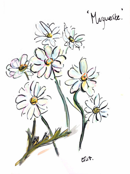 Marguerite, Marguerite Daisy, Marguerite Daisies, Daisies, Tall Daisy, White Petals Yellow Centre, Botanical Prints, Botanical Art, Garden Art, Garden Designer Tips, Summer Borde, Garden Whites, Joyful plants, Plant description Marguerite, Marguerite baby name, Marguerite present, art print, small art print