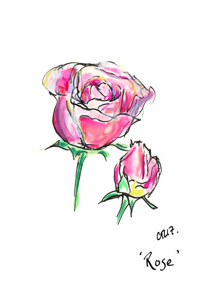Rose, Pink Rose, Rose Art, Rose Print, Buy Rose Print, Chloe Art, Drawing Board, Garden Art, Top Drawer London, Partridges, Partridges of Sloane Square, Chelsea Flower, Chelsea Flower Art, Kings Road Art, Chloe Print, Krowji Print, Krowji Botanics, Floral Art, Garden Designer, Roses, Cornish Rose