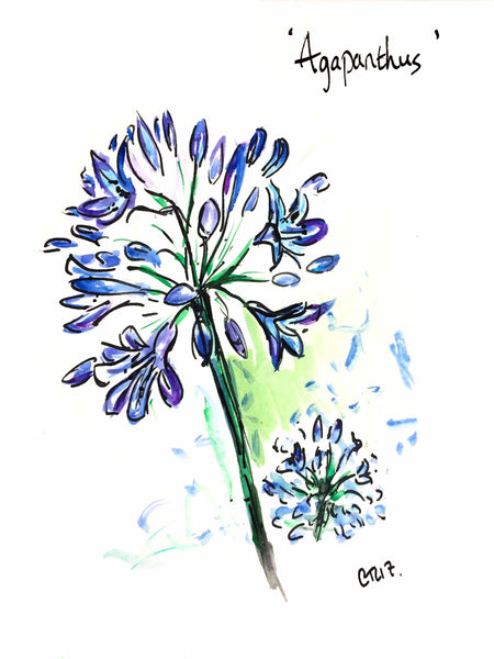 Agapanthus, Agapanthus Botanical Print, Floral Art, Garden Art, Top Drawer London, Chloe Art, Chloe Botanics, Partridges of London, Agapanthus Print, Floral Art, Small Art Print, Blue agapanthus, fashionable flowers, flower illustrations, flower drawings, flower power, agapanthus art, agapanthus print, agapanthus art blue, buy agapanthus art, agapanthus drawing, agapanthus painting