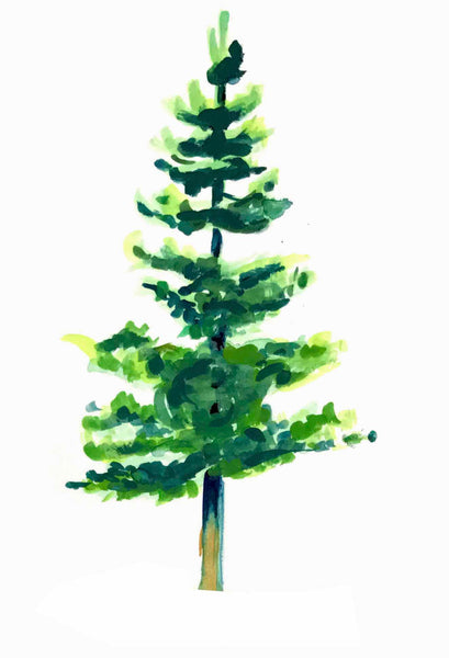 Douglas Fir, Christmas Card, Xmas Card, Xmas Tree, Christmas Tree