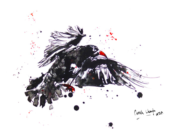 Cornish Chough, Chloë Tinsley Art, Chloë Art, Inspiring Art Cornwall, Prints and Cards, Chough Art, Chough Hunting, Chough Bird, Bird Ink, Cornish Rare, Cornish Wildlife, Cornish Artists Prints, Red Beak, Cornish Symbol, Mate for Life, Breeding Pairs, Successful Chough Breeding, Secret Chough, Love Choughs, Cornish Birds, Bird Spotting Cornwall, Cliff Birds, Choughs and Beetles, Chough Hunting, Chough Bird, Wildlife Conservation Cornwall, Firebird, office wall art, family wall art, bird wall art, animal art