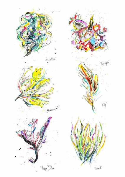 Modern Wall Art, Edible Seaweed, Seaweed Art, Cornish Art, Under the Sea, Canvas Art, Bathroom Wall Art, Bathroom prints, nursery wall art, dulse, ink drawing, teal wall art, family wall art, sea vegetables, dulse seaweed, eden project shop, poly guild, office wall art, gutweed, seaside prints, seaweed identification, seaweed print, seaweed prints, seaweed art, gutweed, Chelsea art, kings road art, kitchen wall art, office wall art, office wall