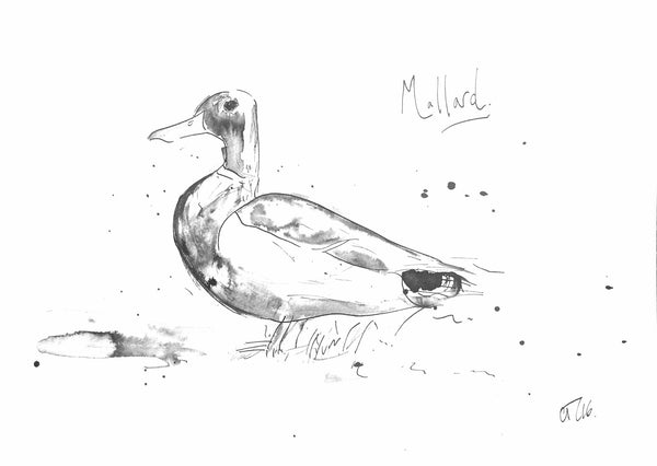 'Mallard' - Wildlife Prints