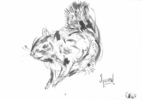 'Red Squirrel' - Wildlife Prints